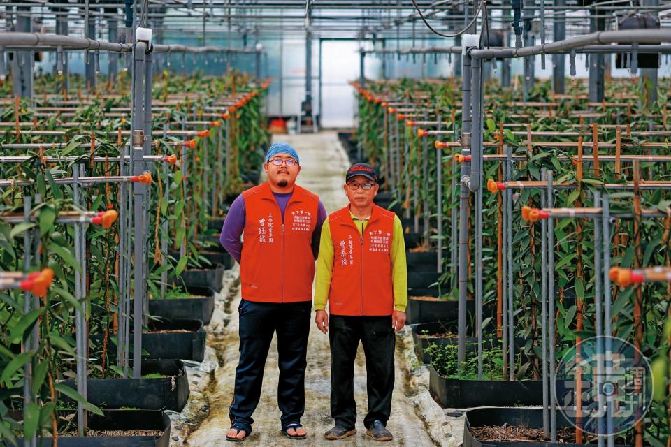 曾添福父子種植的香莢蘭已成功外銷，明年開始作物收益將超過光電收益。