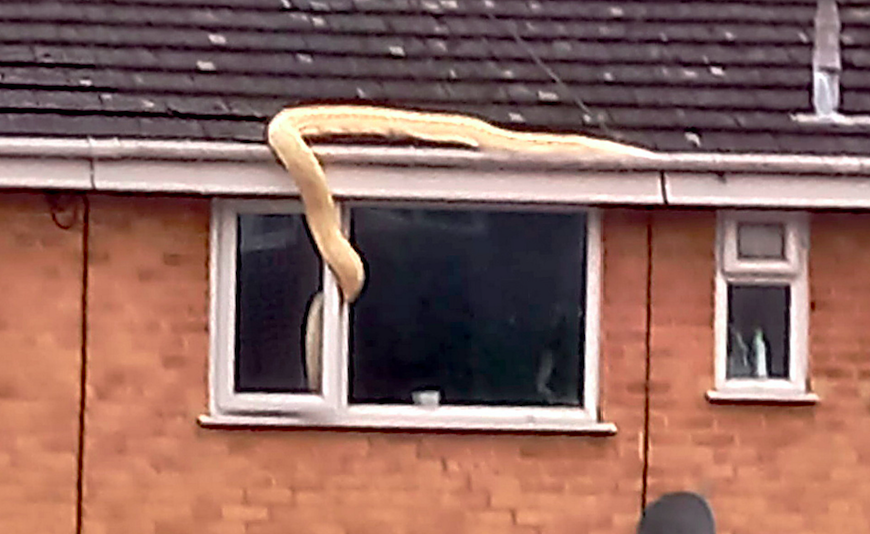 The snake was spotted trying to force its way into a house in Southampton. (Solent)