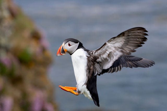 Puffin coming in for a landing to its burrow nest