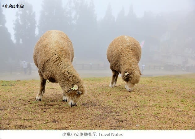 『綿羊城堡』清境農場雪國的綿羊城堡，夢幻婚紗景點～