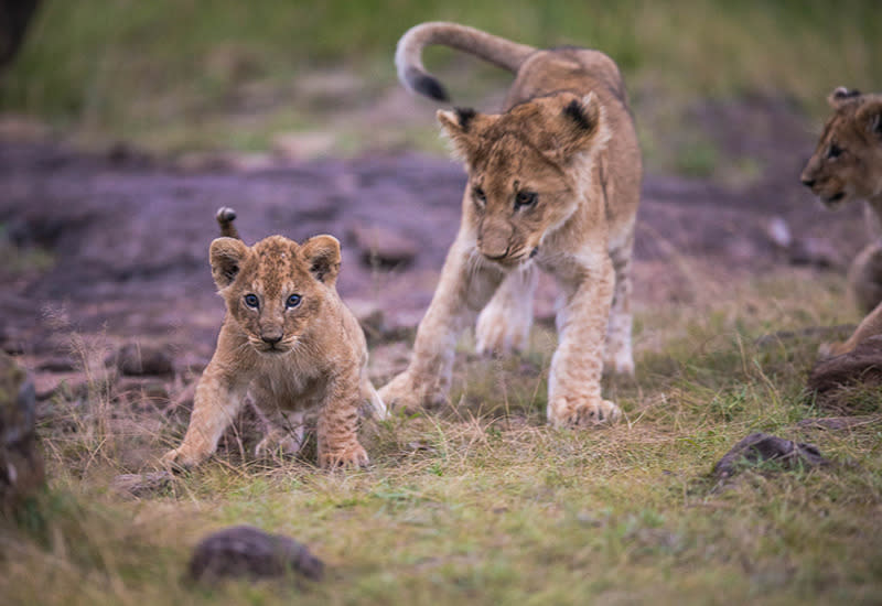 Kenya's Adorable New Lion Cubs on Display