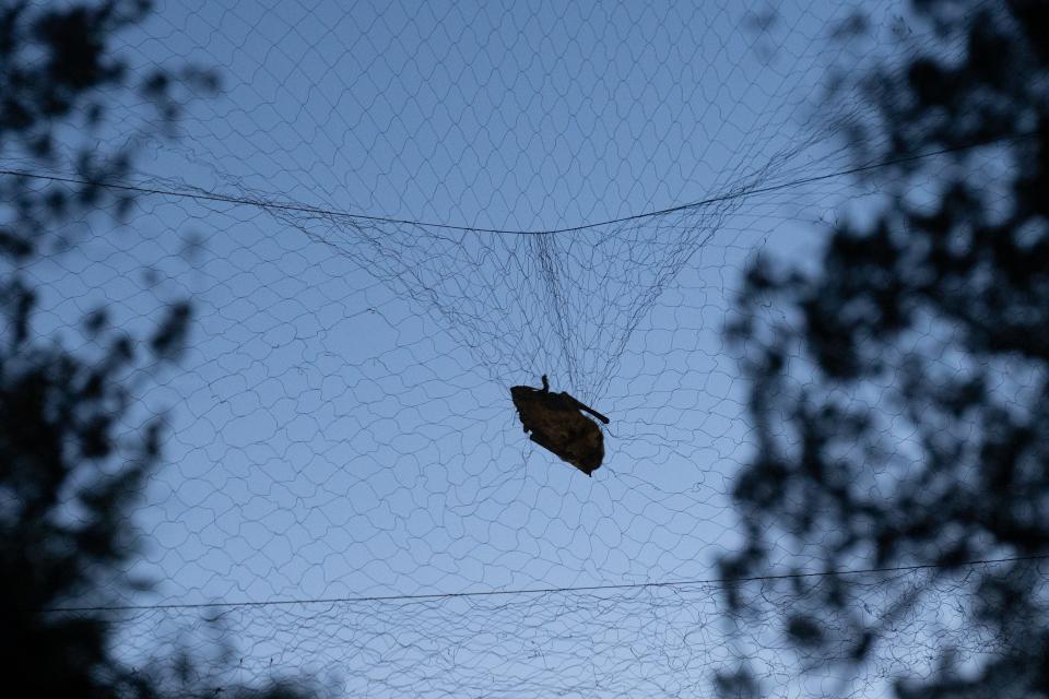 A big brown bat is captured in a triple high mist net on Silver Creek during a bat workshop in the Chiricahua Mountains near Portal, Arizona.