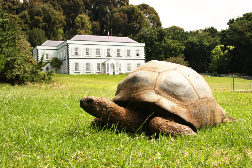 Folks, do we stan our boy Jonathan the giant tortoise?