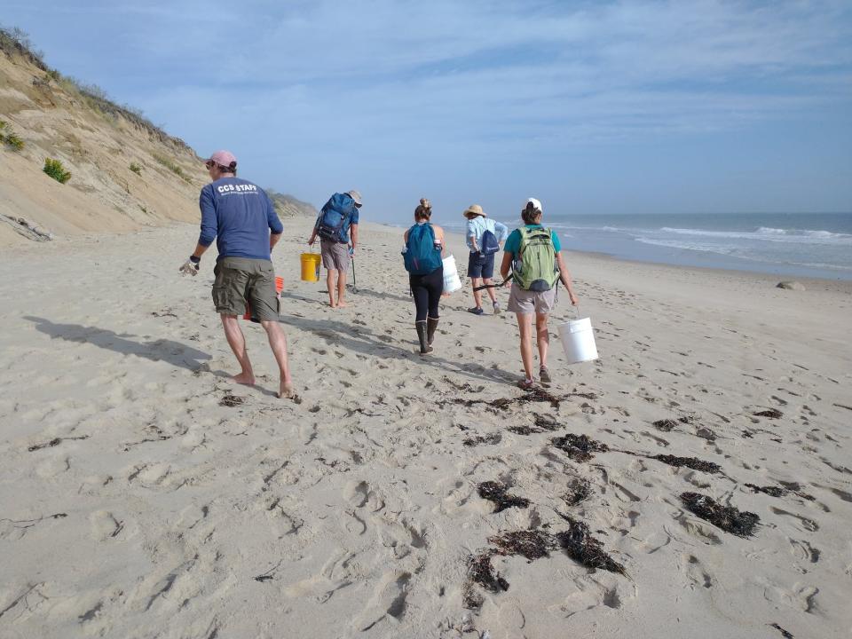 Members of the Center for Coastal Studies' Beach Brigade conduct a beach cleanup in September 2021. Two clean up events are planned this month, on Sept. 17, and over four days from Sept. 30 to Oct. 3.