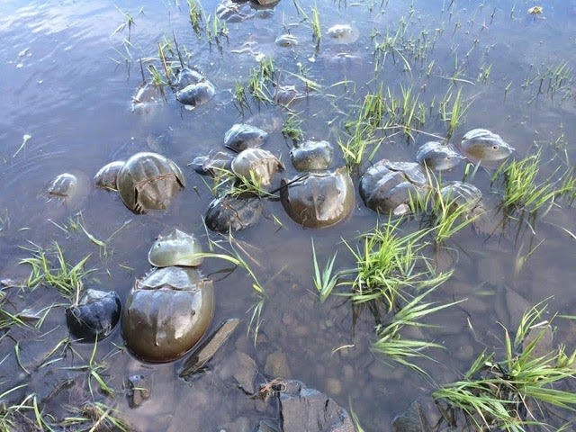 Horseshoe crabs spawning in Great Bay.
