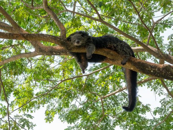 ‘Animal genocide’: The activists fighting poaching in Vietnam’s forests