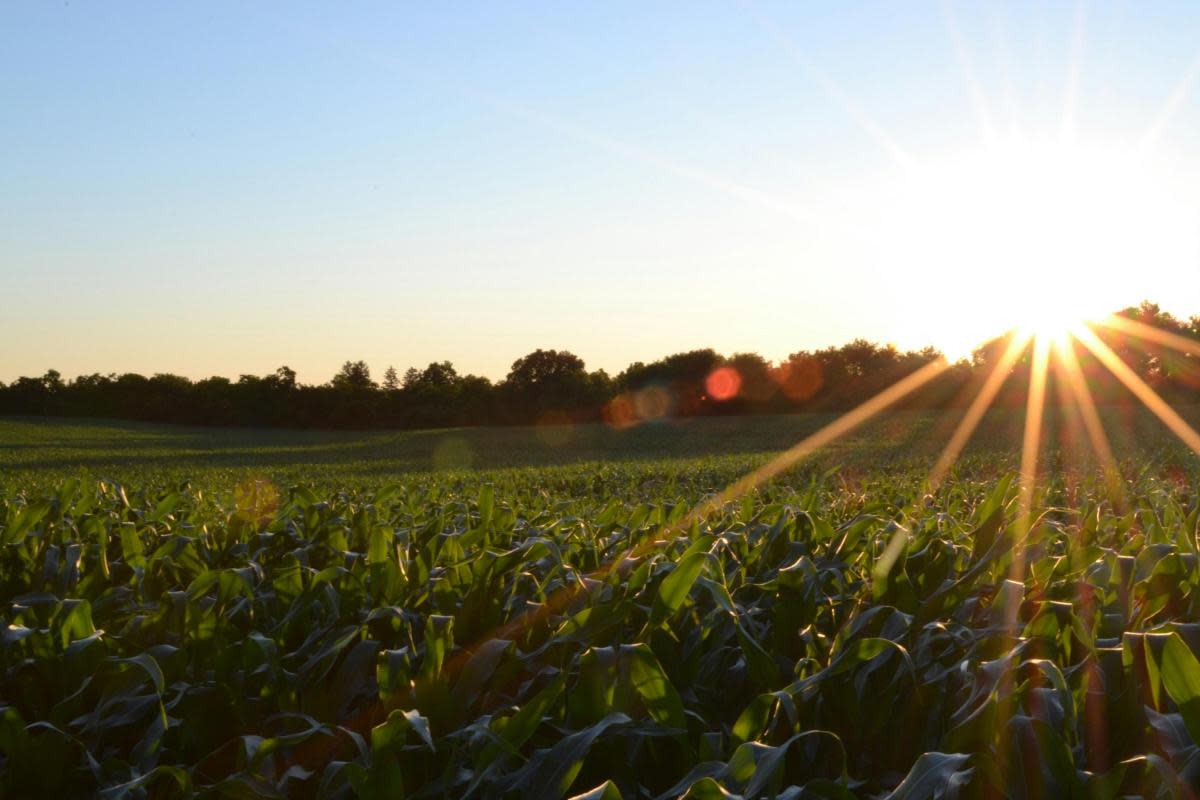 Making better use of farm data can lead to significant savings and increased income, says William Hargreaves <i>(Image: Unsplash)</i>