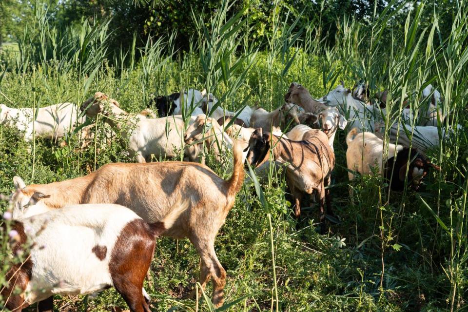 The herd of goats were provided with shade and water on site. 