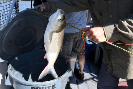 Captain Nate Wallick of Peoria Carp Hunters examines a skewered carp while out hunting Asian carp with bow and arrow on the Illinois River near Lacon