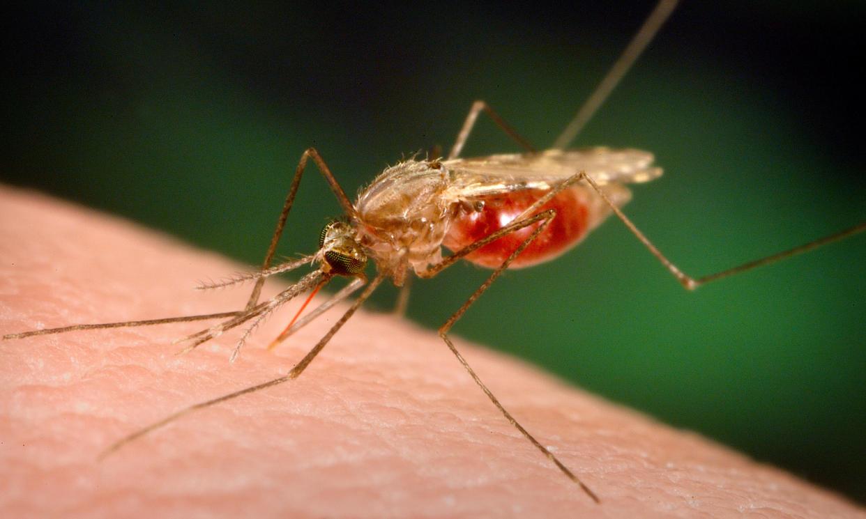 El mosquito <em>Anopheles</em> se alimenta de sangre humana y es el principal vector de la malaria y el mayaro. (Foto The Guardian)