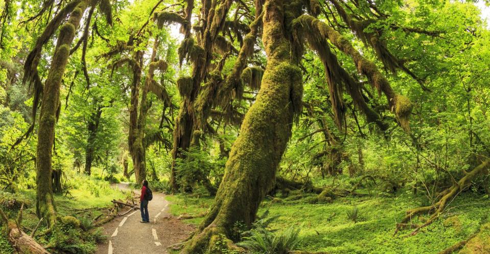 1) It has a rainforest. (Olympic National Park, Washington)