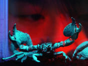 Falco Situ, a 25-year-old member of staff at Taipei Sea World, watches a rare six-inch (15 cm) Asian Emperor Scorpion, displayed to the media in Taipei, 01 August 2003. The poisonous Emperor Scorpion turns blue under fluorescent light and can live for three to five years. There are more than 50 different kinds of insects, scorpions and spiders being exhibed at the center. AFP PHOTO/Sam YEH