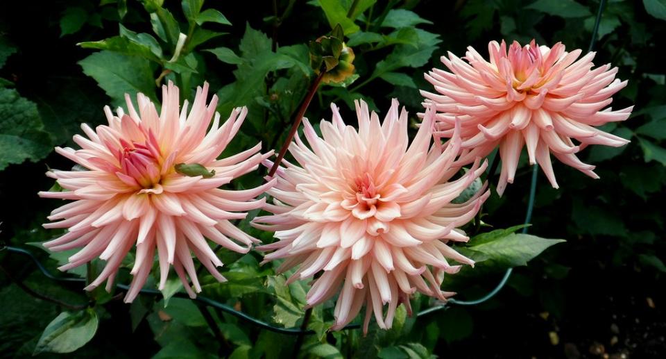 Three Dahlias.