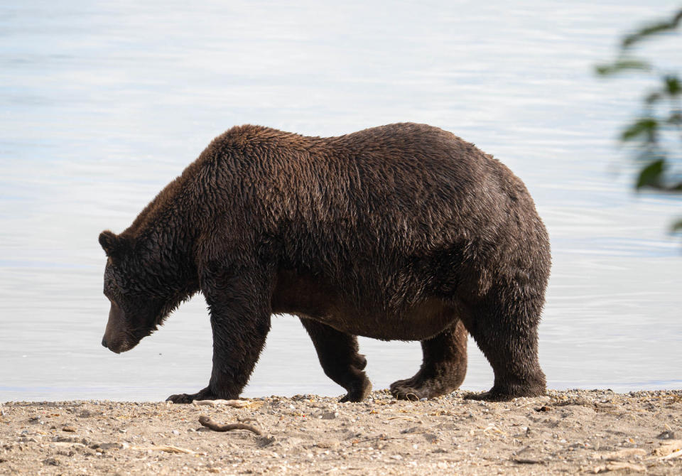 A large brown bear stands on a rockys hoer and looks at the water. (Courtesy K. Moore / NPS)