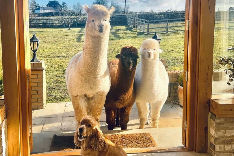 Mrs Hinch has three alpacas on her property