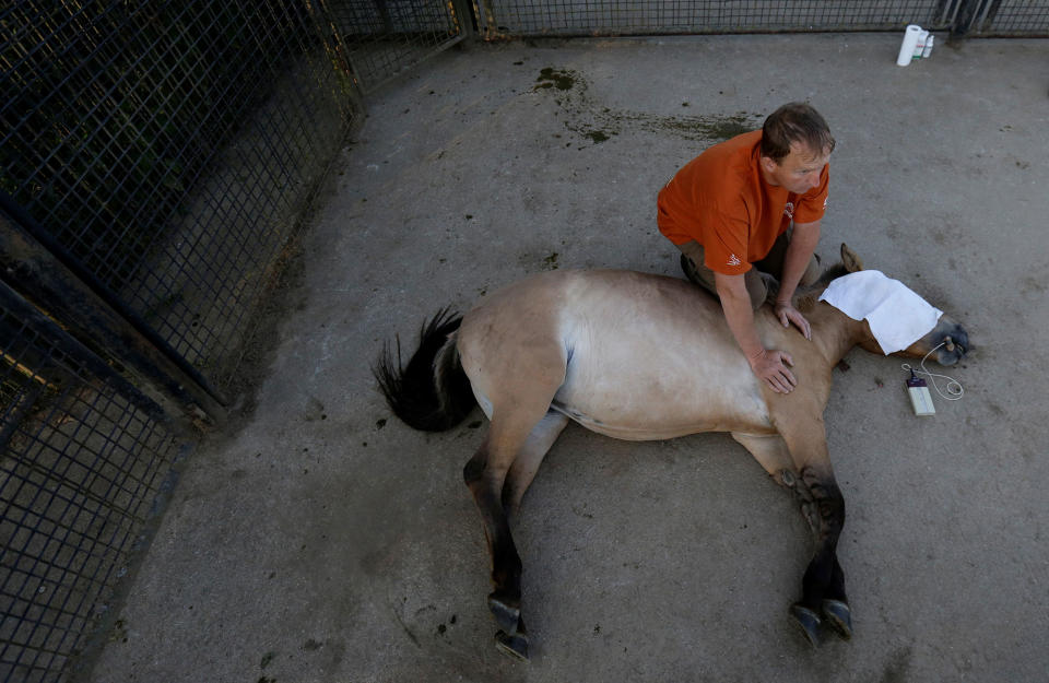 <p>A veterinary doctor holds a tranquilized Przewalski’s horse at the acclimatization enclosure in the village of Dolni Dobrejov near the city of Tabor, Czech Republic, June 18, 2017. (Photo: David W. Cerny/Reuters) </p>