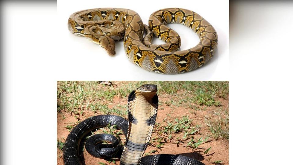 網紋蟒（Reticulated Python，圖上）、眼鏡王蛇（King Cobra，圖下）。（圖／翻攝自 推特）
