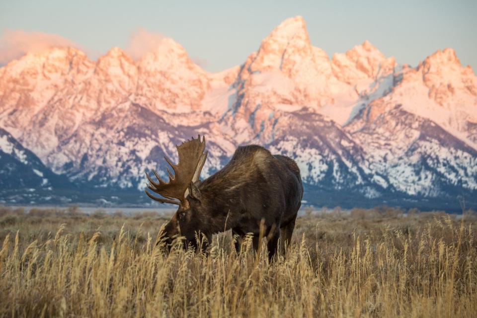 An elk in the Grand Teton National Park near Jackson Hole - Amy Jimmerson