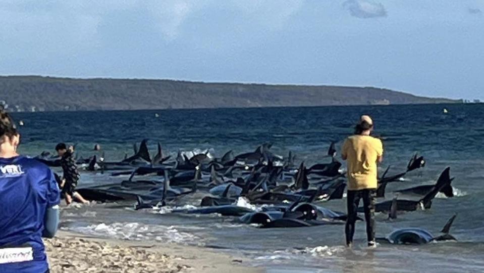 A mass stranding of between 50 and 100 pilot whales is occurring at Toby’s Inlet near Dunsborough., Experienced staff from DBCA and Perth Zoo vets are currently being deployed to respond to this evolving situation. , We know people want to help but we asked that people please do not attempt to rescue the animals without direction of DBCA staff as this may cause further injury, and distress to the animals and hinder a coordinated rescue effort.  Picture: Facebook