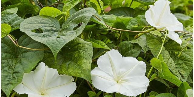 Image of Moonflower white perennial flower that blooms all summer