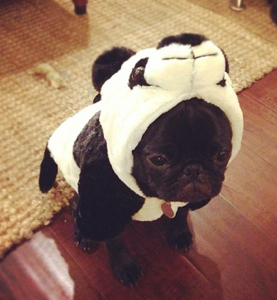 How a Pug Does a Costume