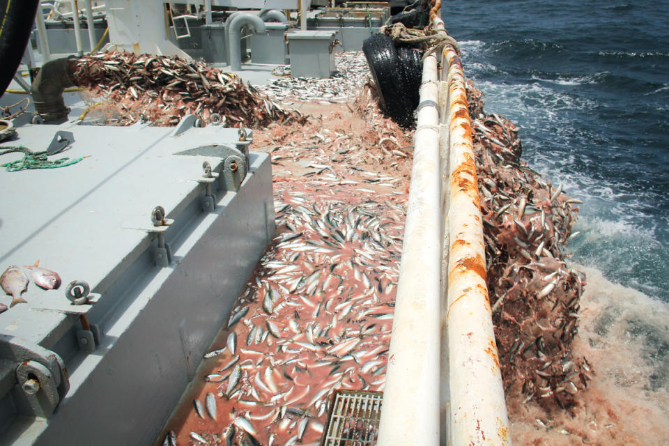 西非漁船丟棄約60噸魚。根據海上看守者NGO「Western Sahara Resource Watch」調查，船隻在當年6個月內已丟棄共1,000噸魚。