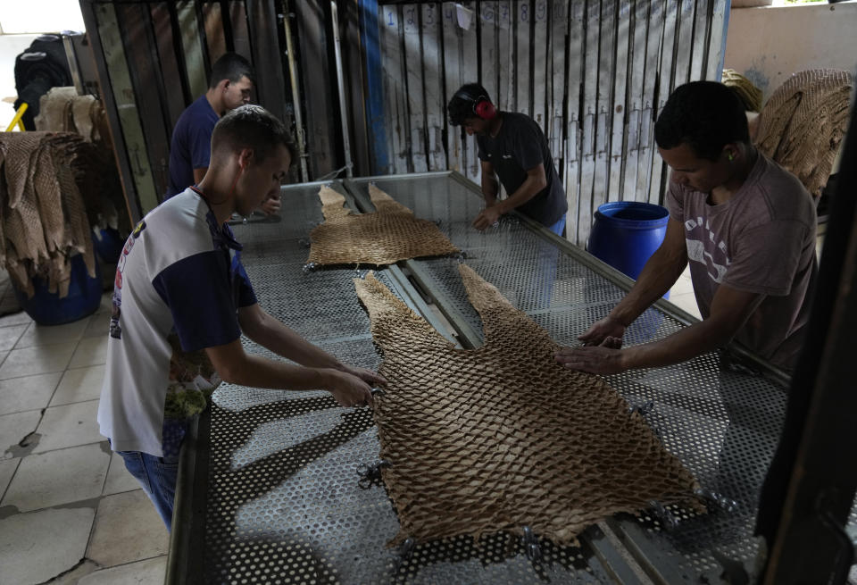 Trabajadores estiran la piel de un pez pirarucú para secarla en la curtiduría Nova Kaeru en Río de Janeiro, Brasil, el martes 11 de octubre de 2022. (Foto AP/Silvia Izquierdo)