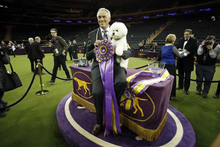 Feb 13, 2018; New York, NY, USA; Flynn, a Bichon Frise, with handler Bill McFadden after winning the best in show for the 142nd Annual Westminster Kennel Club Dog Show at Madison Square Garden. Mandatory Credit: Adam Hunger-USA TODAY Sports