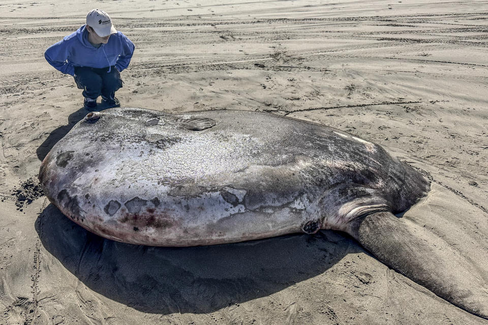 This image provided by Seaside Aquarium shows a hoodwinker sunfish that washed ashore on June 3, 2024, on a beach in Gearhart, Ore. (Tiffany Boothe/Seaside Aquarium via AP)