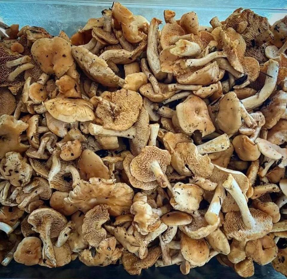 Chef Tyler Bond, a partner for Lemon Grass Restaurant, enjoys collecting wild mushrooms and his recent foraging efforts were rewarded with a bounty from the January rains.