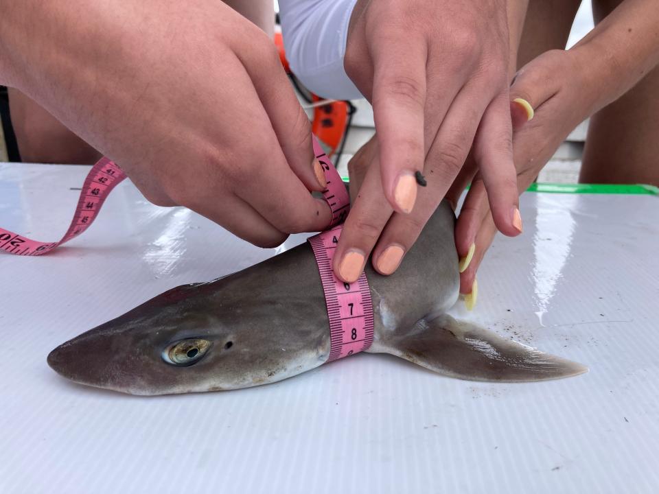 Students measure a dogfish as part of Shark Camp.