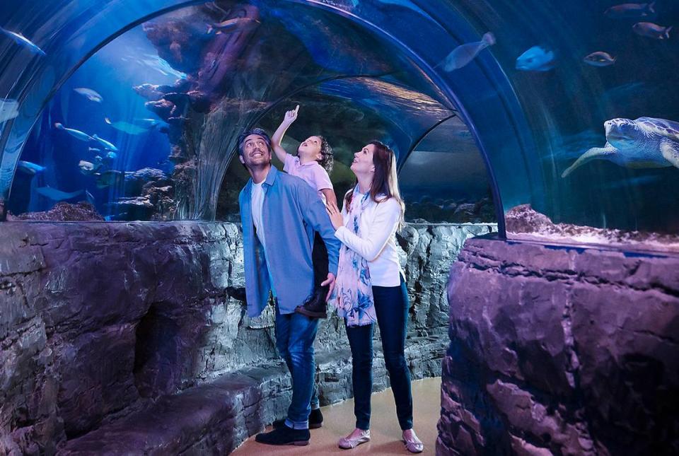 Explore ocean creatures at SEA LIFE in Concord.