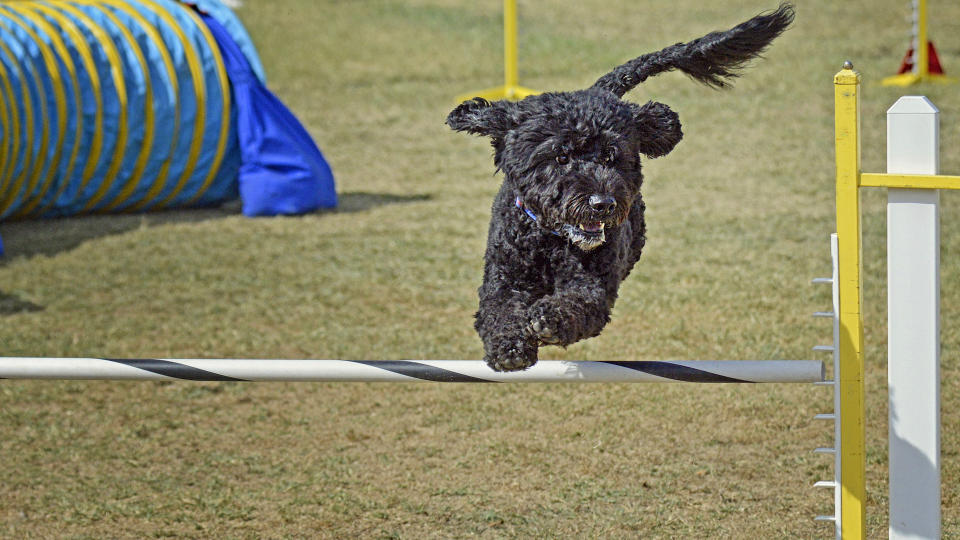 Portuguese water dog doing agility