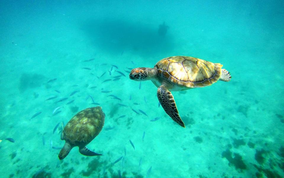 Sea turtles - Getty
