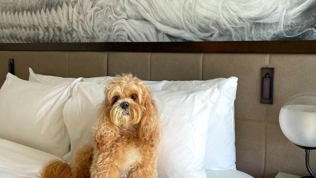 37 Best Dog-Friendly Luxury Hotels in the U.S.