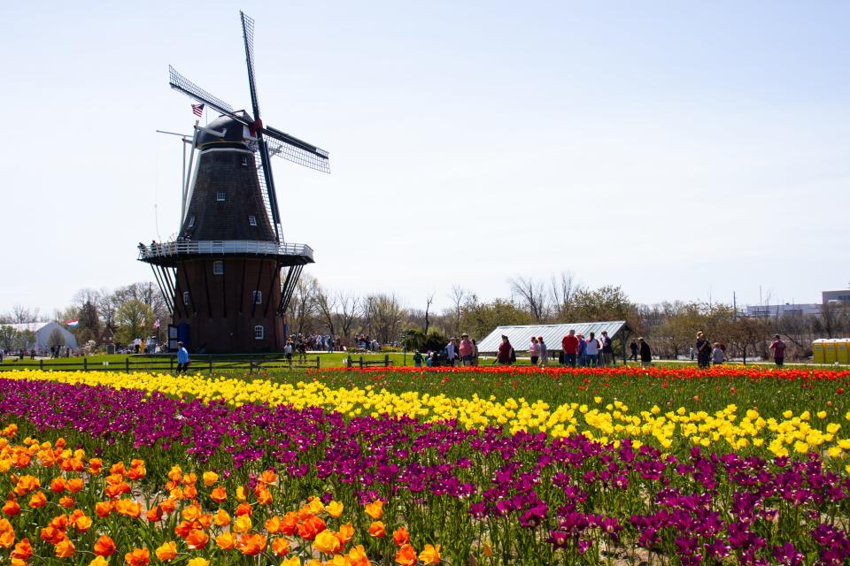 The De Zwaan windmill behind rows of colorful tulips
