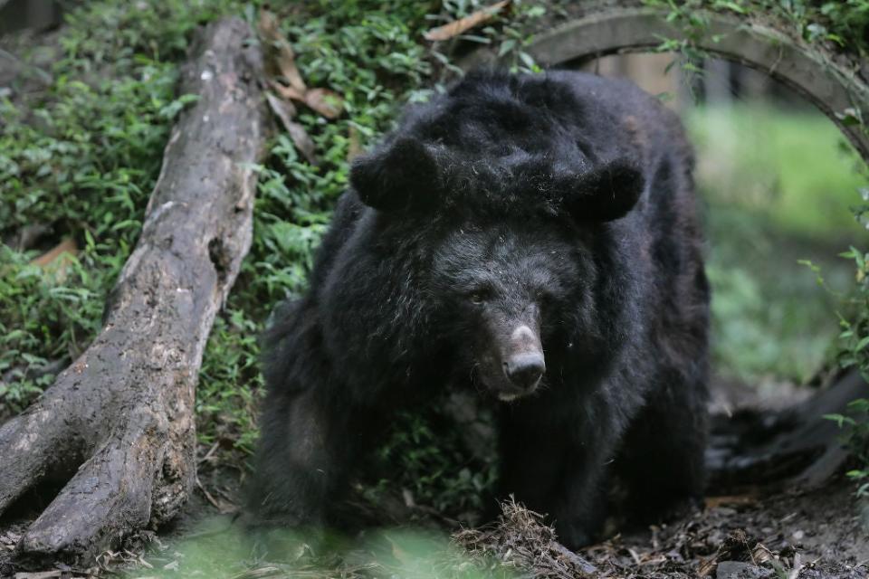 File: A black bear entered a Colorado home, forcing family members inside to lock themselves upstairs for about 45 minutes  (Getty Images)