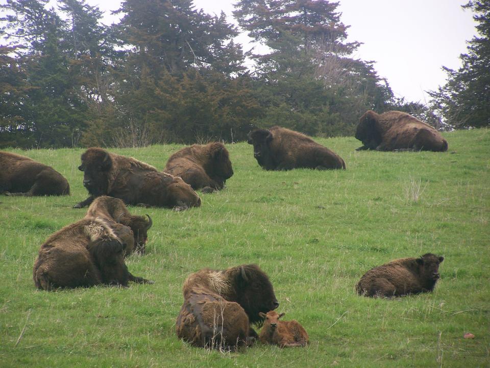 Bison rest in a pasture at Little Swan Lake Winery. The menu there always include a bison dish.