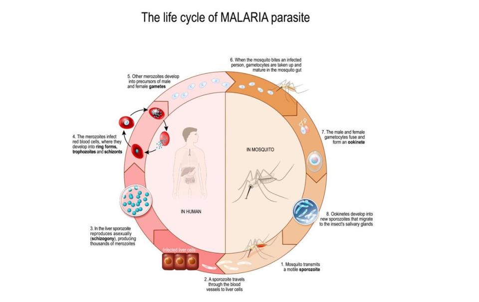 Ciclo de vida del parásito causante de la malaria