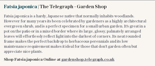 Fatsia japonica | The Telegraph - Garden Shop