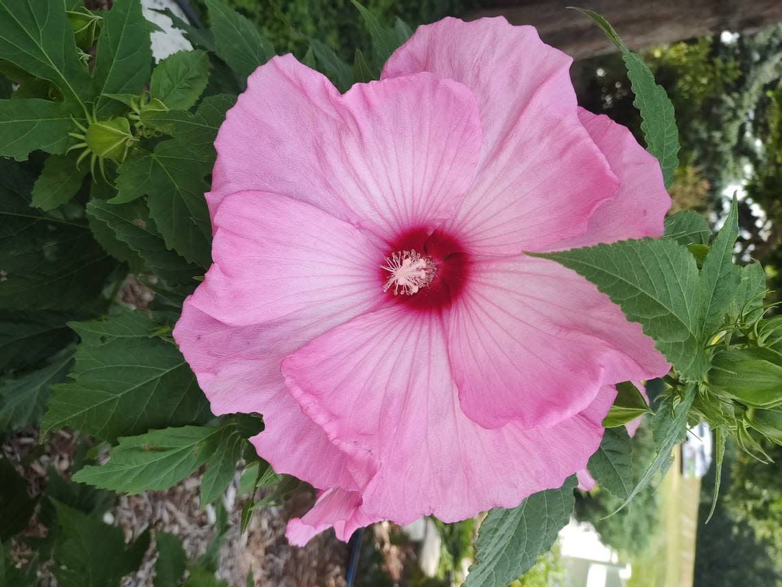 The rose mallow comes in array of colors, from deep and light pinks to rich red shades.