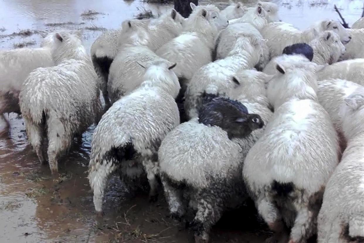 The rabbits hopped onto the sheep's backs to escape rising floodwaters: AP