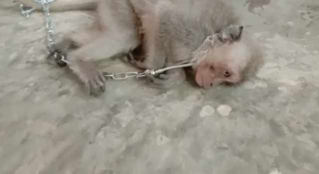 Monkey cruelty on the rise as social media continues providing a platform  for abusers