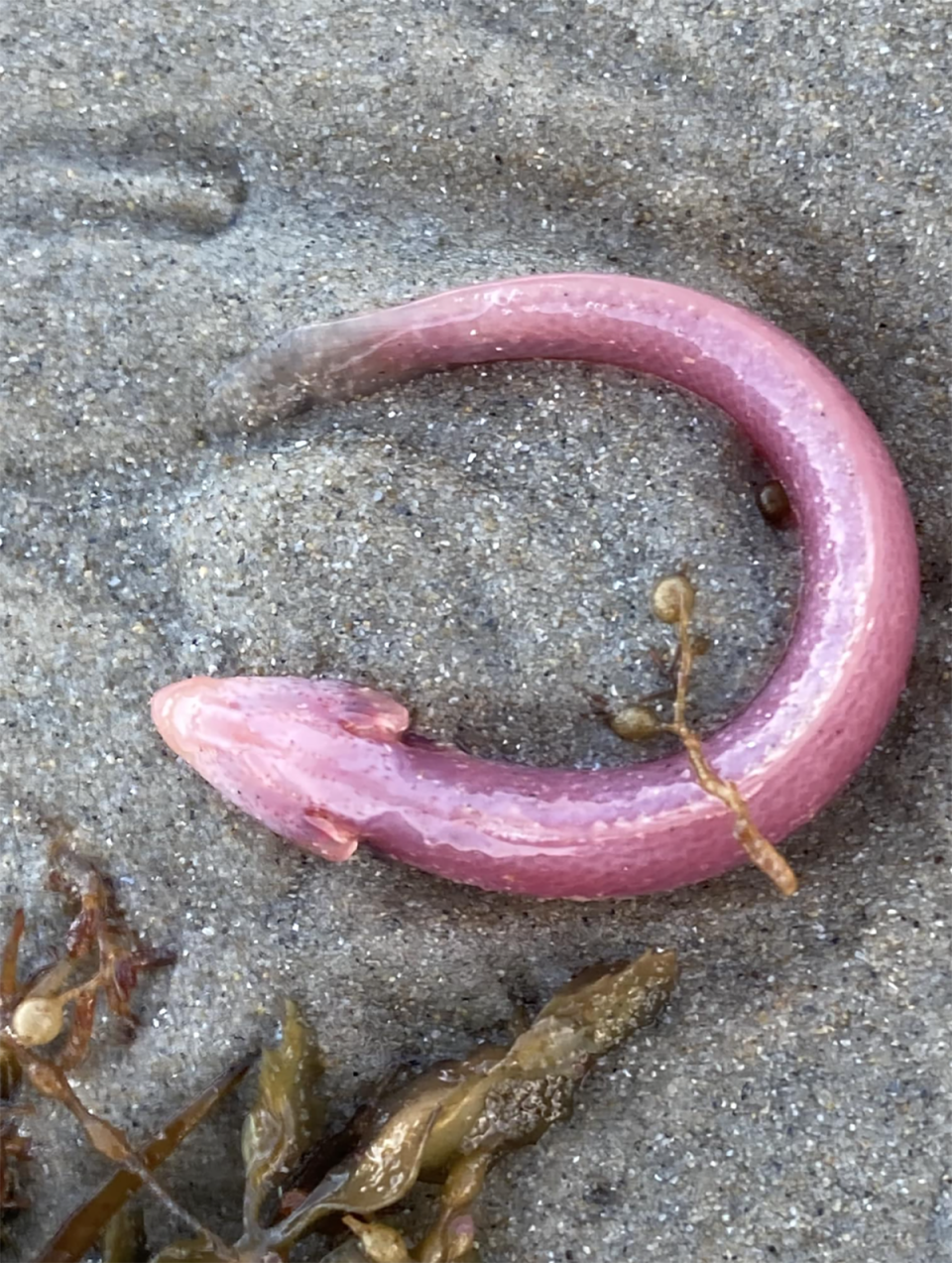 The bright pink bling goby fish washed up on the beach.