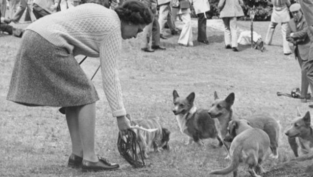 A Pembroke Welsh Corgi Dog Owned by Queen Elizabeth II – MyPuzzle.com USA