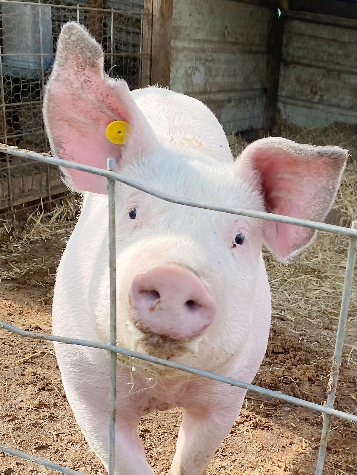 The 4-H Pig Squeal project focuses on the swine commodity group and teaches young people responsibility, managerial skills and entrepreneurship