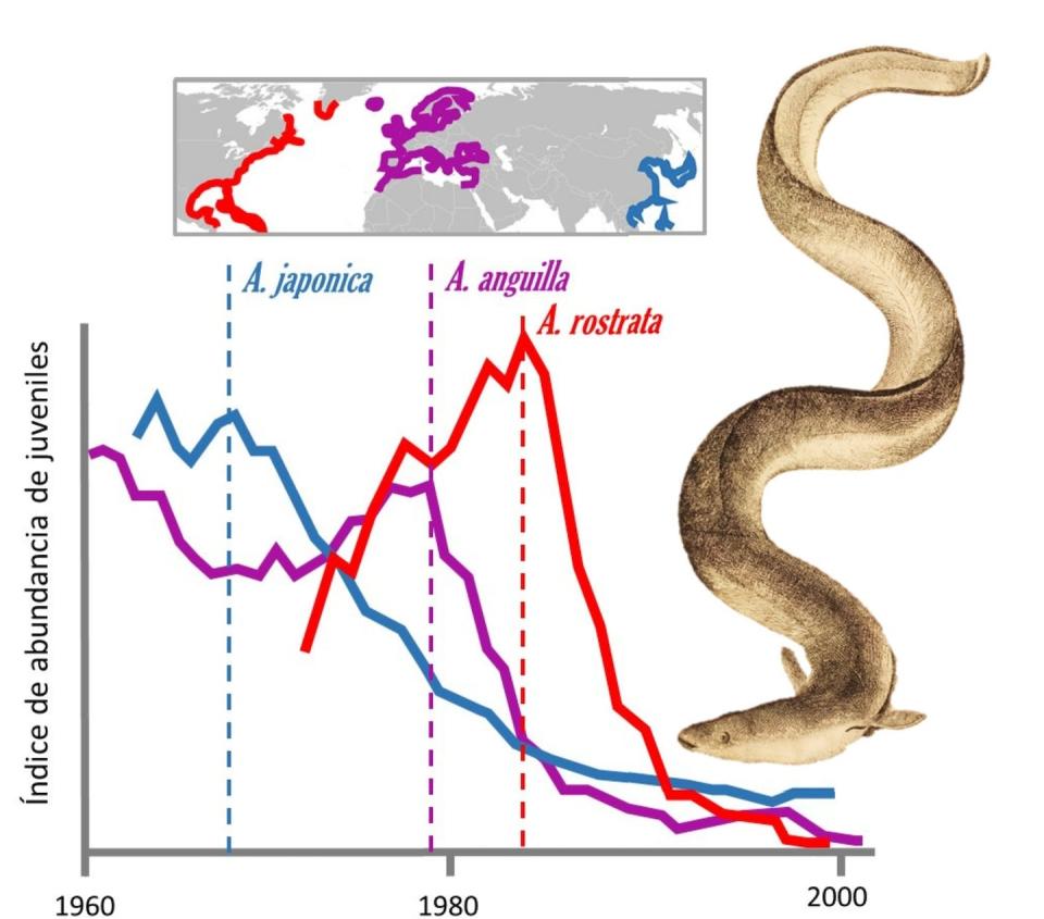 Evolución 1960-2000 de un índice de abundancia de juveniles de las tres especies de anguilas mas explotadas y amenazadas: japonesa (<em>Anguilla japonica</em>), europea (<em>Anguilla anguilla</em>) y americana (<em>Anguilla rostrata</em>). El mapa superior muestra sus áreas de distribución.