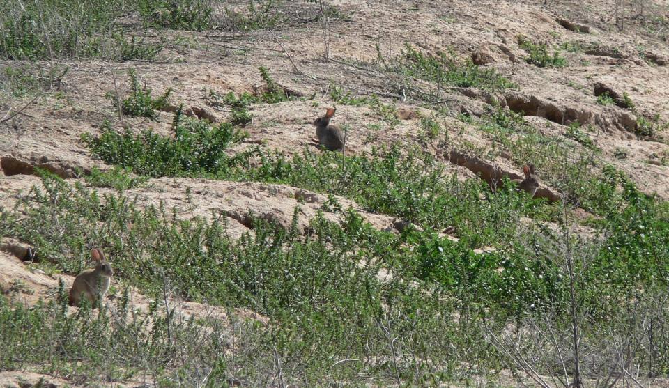 En algunas zonas agrícolas, los conejos silvestres pueden formar grandes madrigueras que albergan un importante número de individuos. Author provided