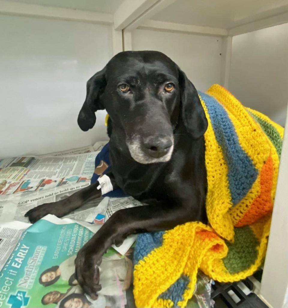 Eight-year-old PupPup rests after spay surgery at Low Cost Snip in Hobart. She also had a flea infestation and a mammary tumor that were treated and has heartworms that need to be treated.