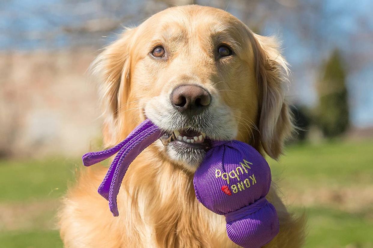 dog holding kong dog toy in his mouth